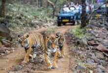 Ranthambore online safari booking