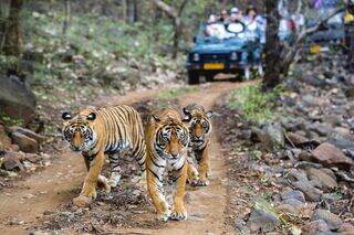 Ranthambore online safari booking