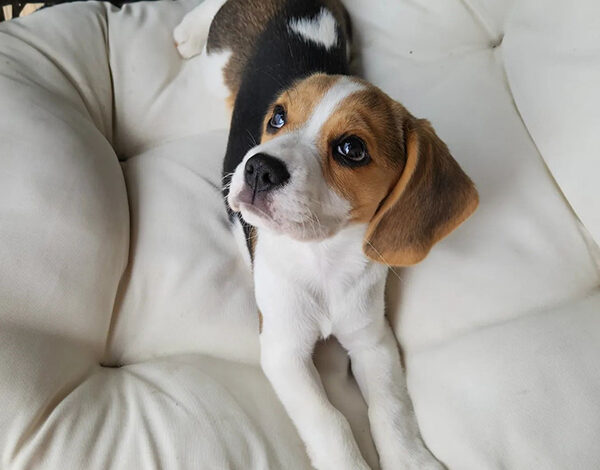 Beagle Puppies Mn