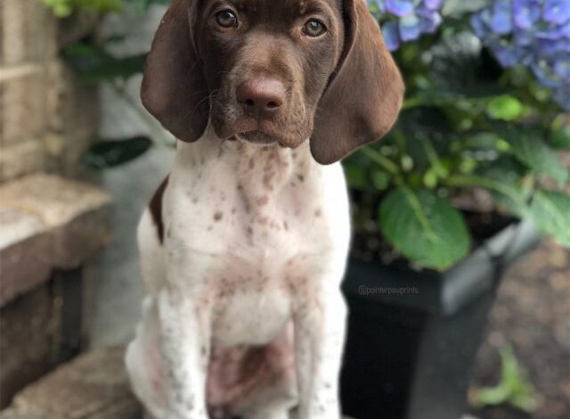 German Shorthaired Pointer Breeders Canada