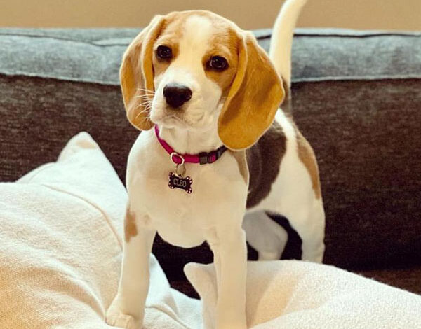 Beagle Puppy Cute