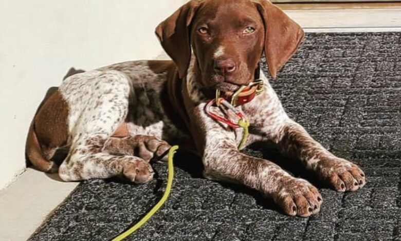 German Shorthaired Pointer Price