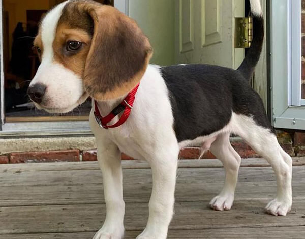 Pet Shipping Service