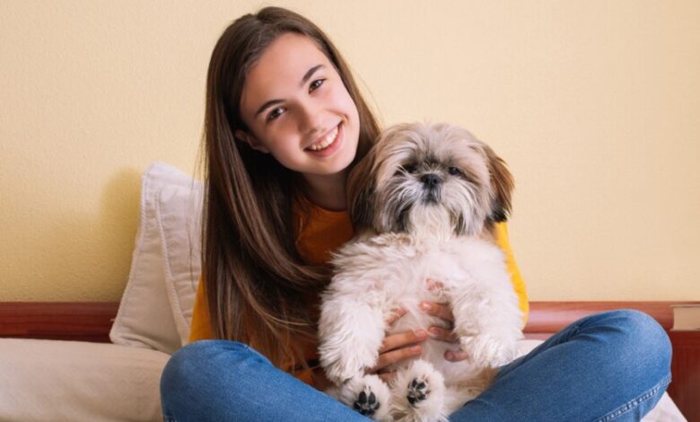 Shih Tzu Puppies near Me
