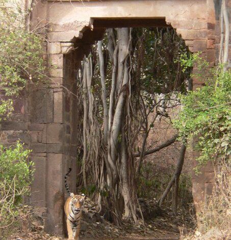 Best Time to Visit in Ranthambore