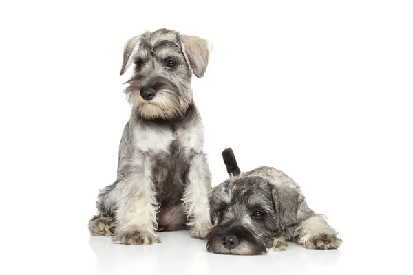 Buy Puppies Online