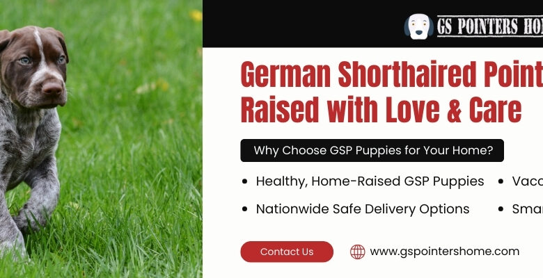 German Shorthaired Pointer Puppies near Me