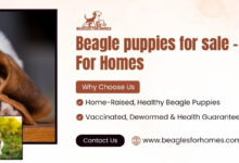 Oliver Beagle