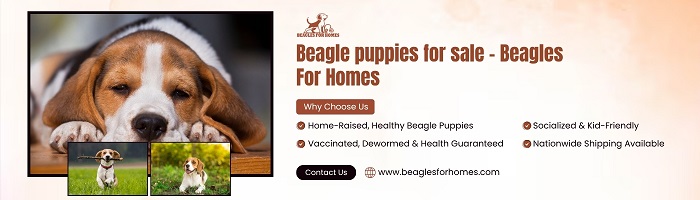 Buy Beagle Puppy