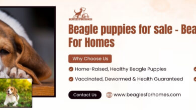 Oliver Beagle