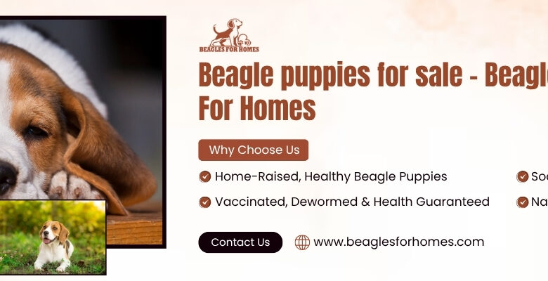 Oliver Beagle
