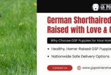AKC German Shorthaired Pointer Puppies