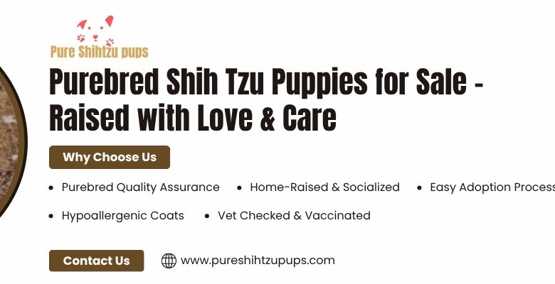 Shih Tzu Puppies near Me