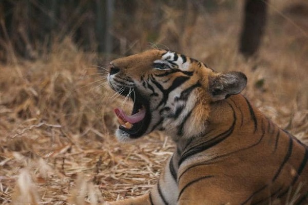 Jhalana Leopard Safari Tour