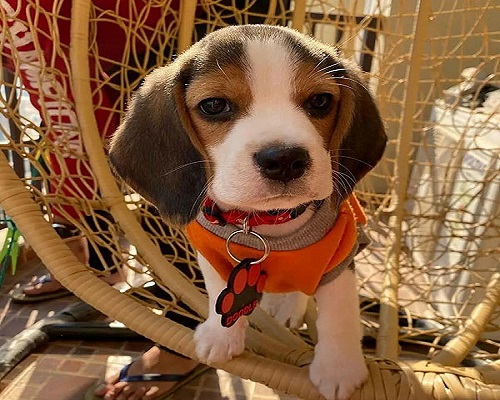 Beagle Puppies for Sale