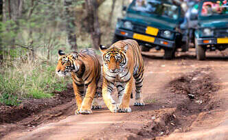 Ranthambore safari timings