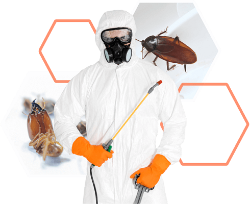 Pest control in Jaipur