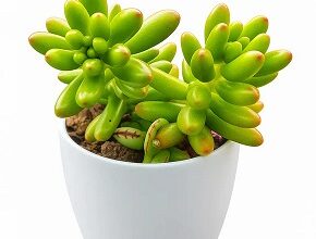 Online Succulent Plant