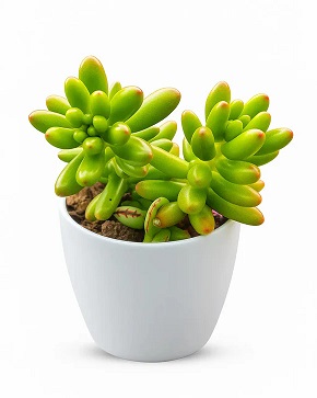 Online Succulent Plant