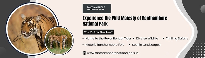 Ranthambore National Park Jungle safari booking