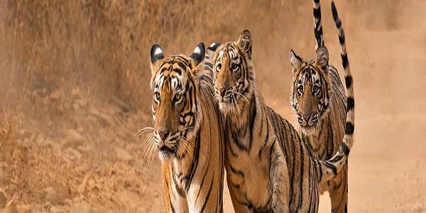 Ranthmbore weekend tour