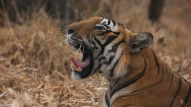 Jhalana Leopard Safari Tour