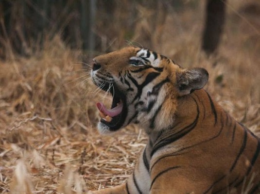 Jhalana Leopard Safari Packages