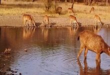 Ranthambore National Park tour packages