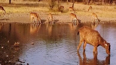 Ranthambore National Park tour packages