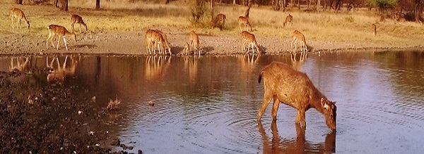 Ranthambore National Park tour packages