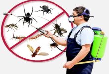 Pest Control Services in Jaipur