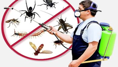 Pest Control Services in Jaipur