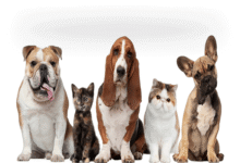 Dog for sale in Chennai