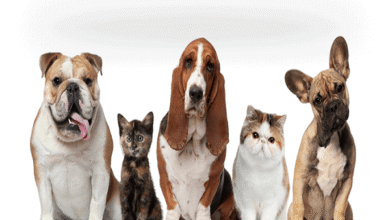 Dog for sale in Chennai
