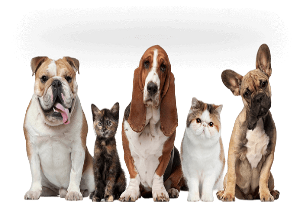 Dog for sale in Chennai