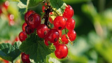 Organic Certification in India