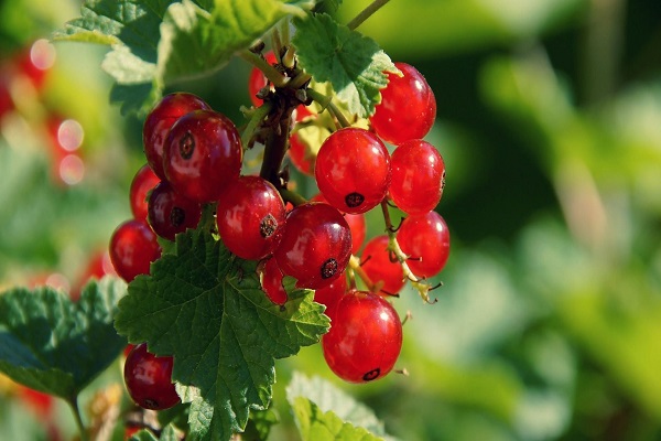 Organic Certification in India