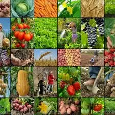 Supplier in India