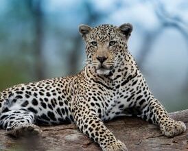 Jhalana Leopard Safari