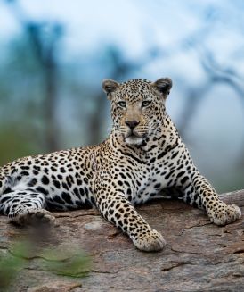 Jhalana Leopard Safari