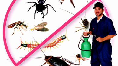 Pest Control Service in Jaipur