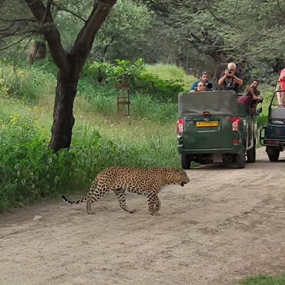 Jhalana Leopard Safari Jaipur