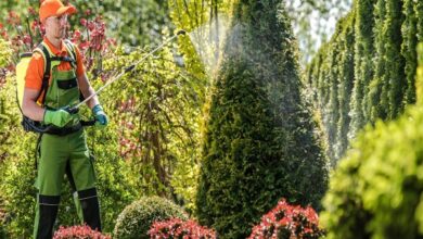 Pest Control Service in Jaipur