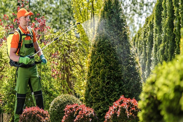 Pest Control Service in Jaipur