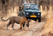 Ranthambore National Park Online Booking