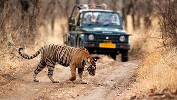 Ranthambore National Park Online Booking