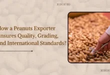 Peanut Exporters in India