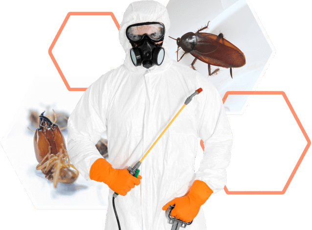 Bedbugs Control in Jaipur