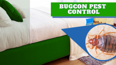 Jaipur Bedbugs Control Services