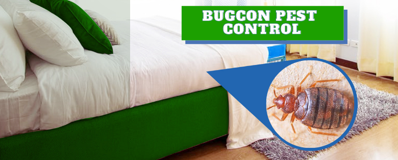 Jaipur Bedbugs Control Services